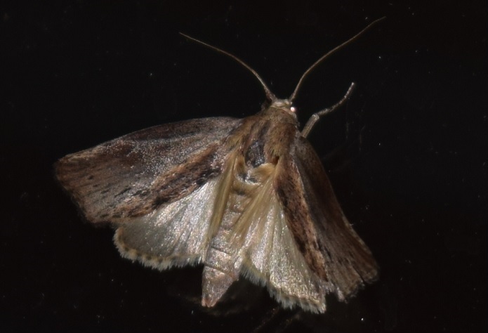 Galleria mellonella (Pyralidae)?